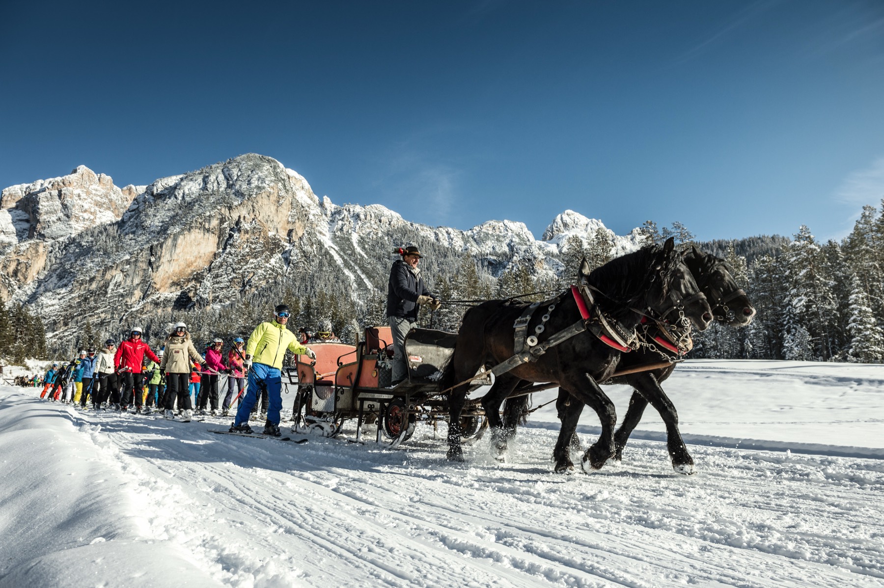 Horse-drawn sleigh through the larch woods
