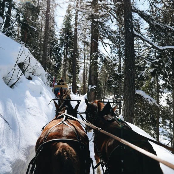 A pair of horses pulling a sleigh along a snowy forest trail in the Engadin