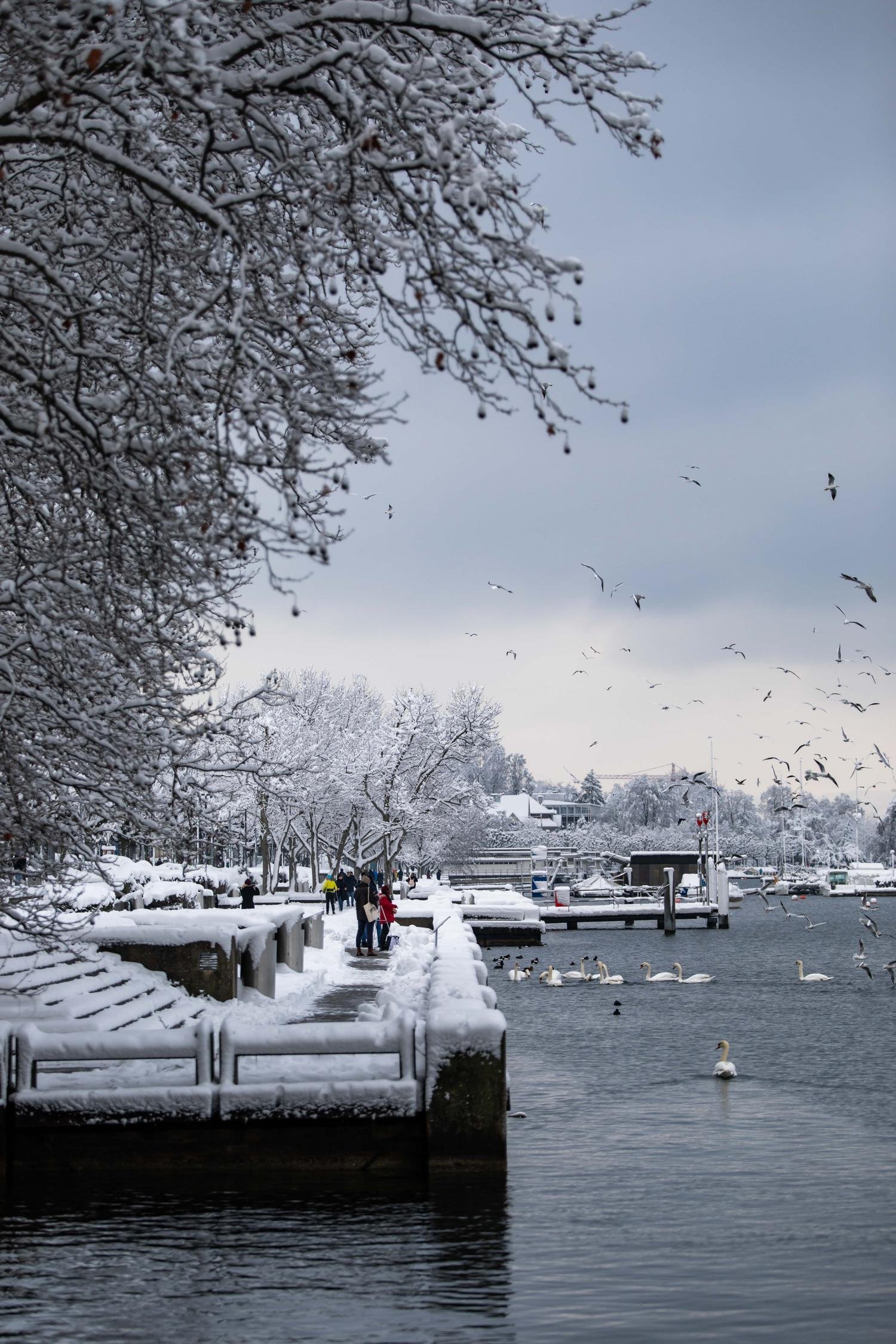 A snowy pier on the Lake Zurich promenade, with gulls over the water